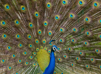 Full frame shot of peacock