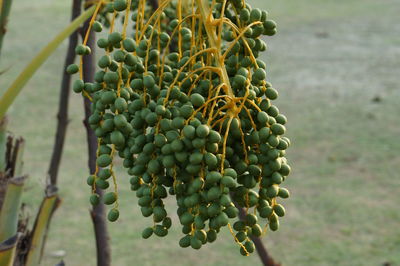 Close-up of berries growing on tree