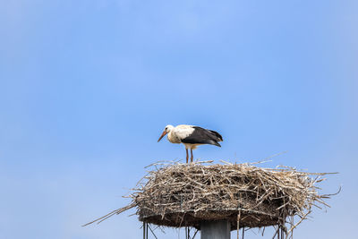 Bird perching on nest