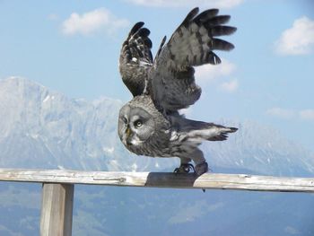 Bird flying over mountain against sky