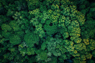 Drone shot of fresh green plants