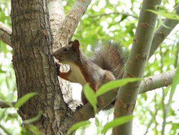 Squirrel on tree