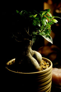 Close-up of potted plant in pot