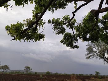 Low angle view of trees on field against sky