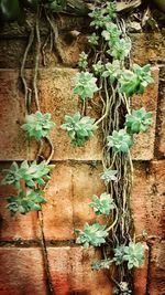 Close-up of plant growing on wall