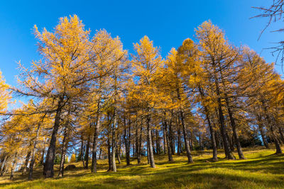 Low angle view of autumn trees against sky