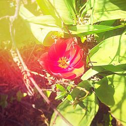 Close up of red flower