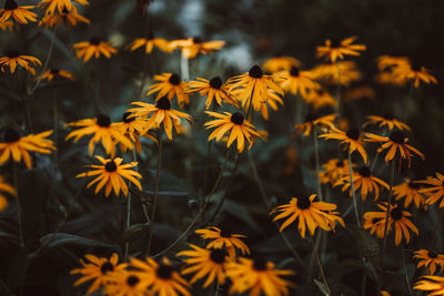 Close-up of yellow flowering plants on field