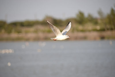 Seagull flying over river against sky