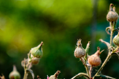 Close-up of birds on plant