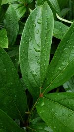 Close-up of wet leaves on rainy day