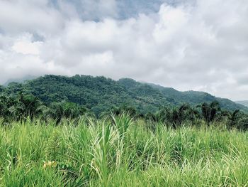 Scenic view of field against sky