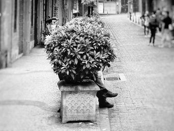 Potted plant on footpath by street in city