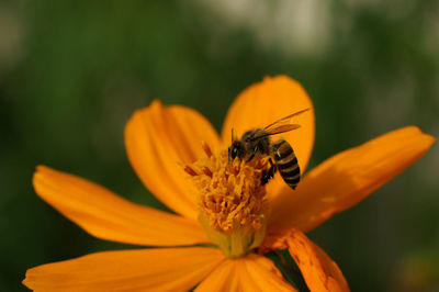 Close-up of insect pollinating on flower