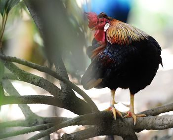 Rooster on plant