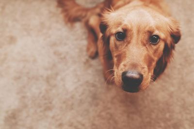 Close-up portrait of dog