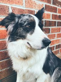 Close-up of dog