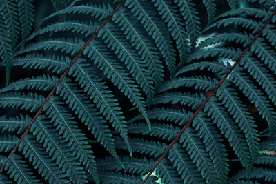 Close-up shot of fern leaves in the forest. natural background, toned photo