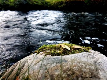 Close-up of moss on tree trunk by lake