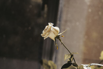 Close-up of wilted rose against blurred background