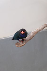 Close-up of bird perching on wall