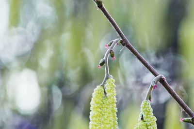 Close-up of plant growing outdoors