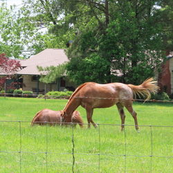 Horses grazing in a field