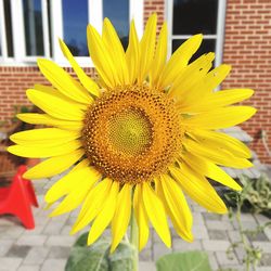 Close-up of sunflower blooming outdoors