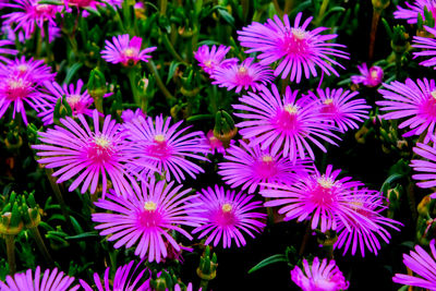 Close-up of pink flowering plants