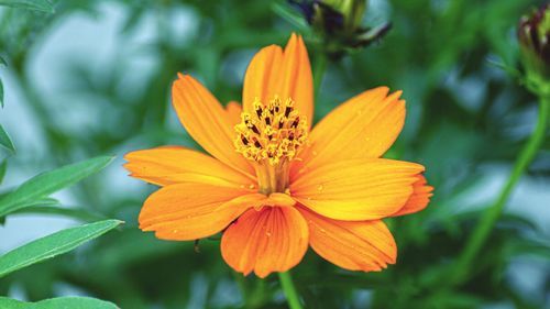 Close-up of orange flower