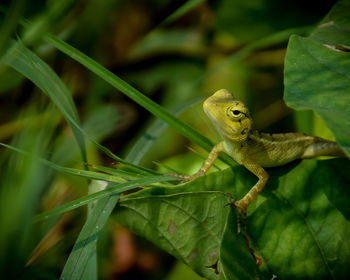 Close-up of insect on leaves