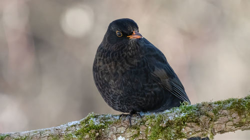 Close-up of bird perching on a branch