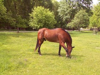 Trees on grassy field