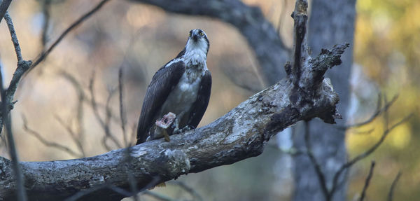 Bird perching on branch