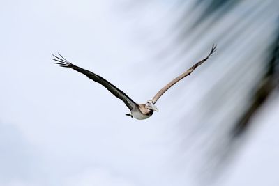 Low angle view of bird flying against sky