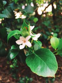 Close-up of flowering plant