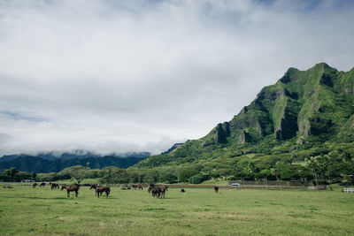 Scenic view of field against sky