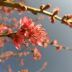 Close-up of pink cherry blossoms