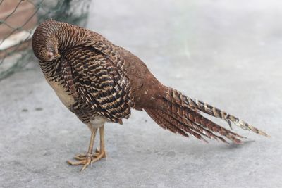 High angle view of pheasant on field