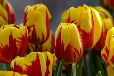 Close-up of yellow tulips