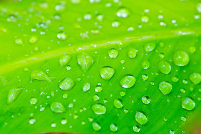 Full frame shot of wet leaves