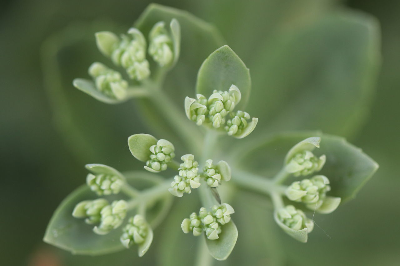CLOSE-UP OF GREEN PLANT