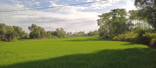 Scenic view of grassy field against sky