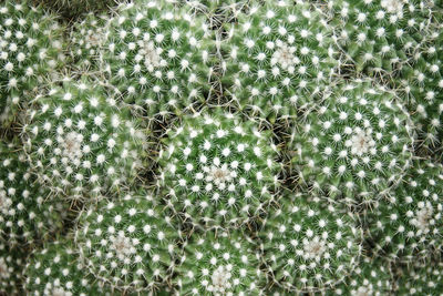 Full frame shot of succulent plants