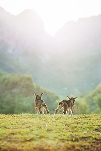 Young brown goat kid standing in sunlight in nature