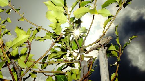 Low angle view of plant against sky