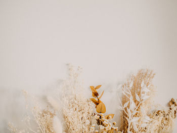 View of an animal on snow covered landscape