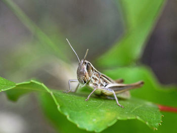 Close-up of insect grasshopper on leaf