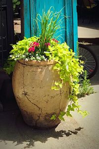 Close-up of potted plant