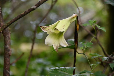 Close-up of white flowering plant